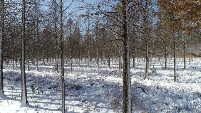 洪泽湖水杉林雪景