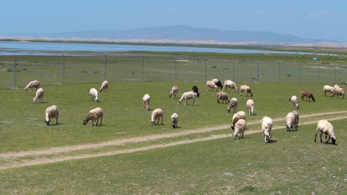 青海  青海湖 草原 戈壁 羊群 山羊