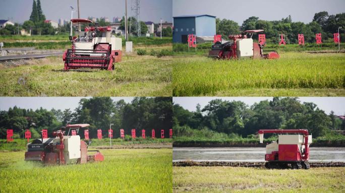 无人收割机收割水稻试验基地
