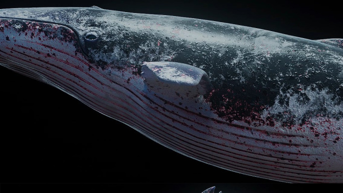 虚影幻实裸眼3D超清逼真全息巨型蓝鲸鱼