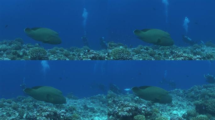 拿破仑濑鱼（Cheilinus波纹），毛伊岛濑鱼在海里游泳。