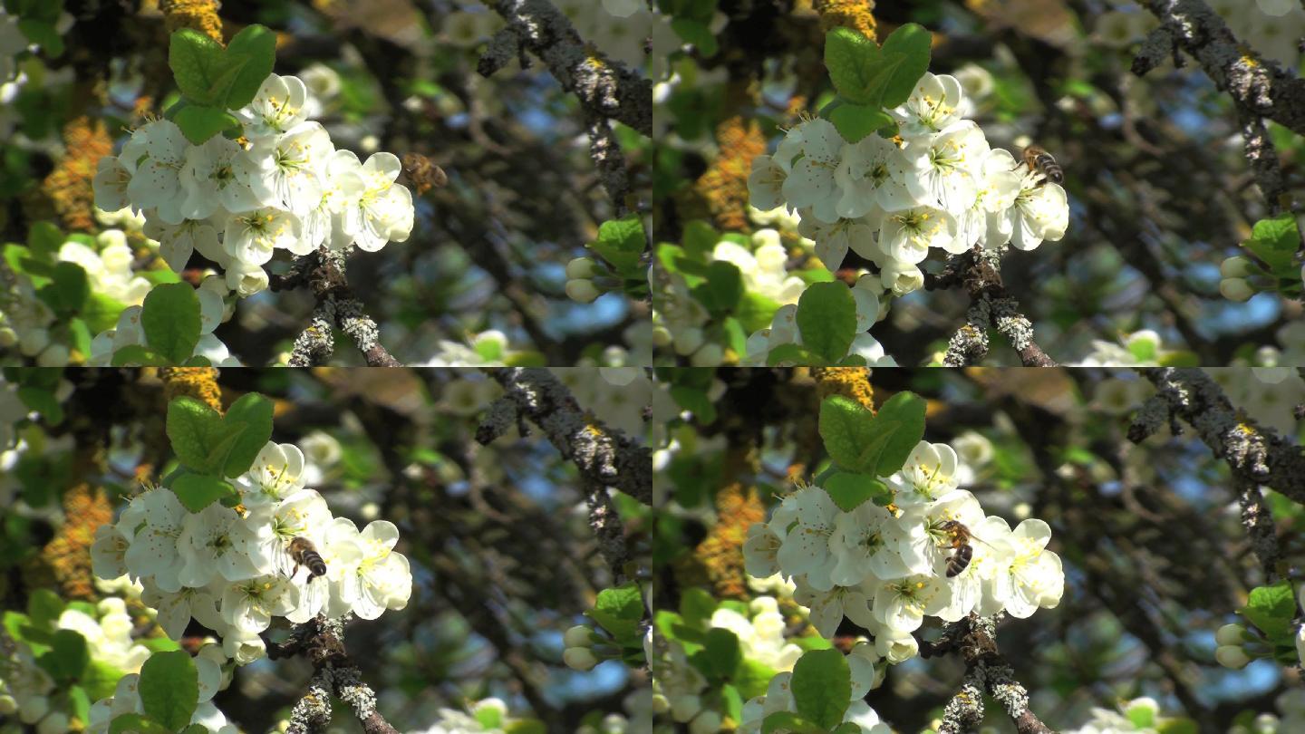 最好的蜜蜂在梅树旁