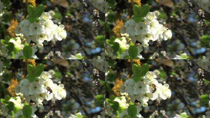 最好的蜜蜂在梅树旁