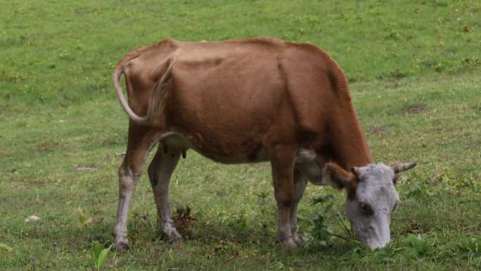 新疆喀纳斯牛