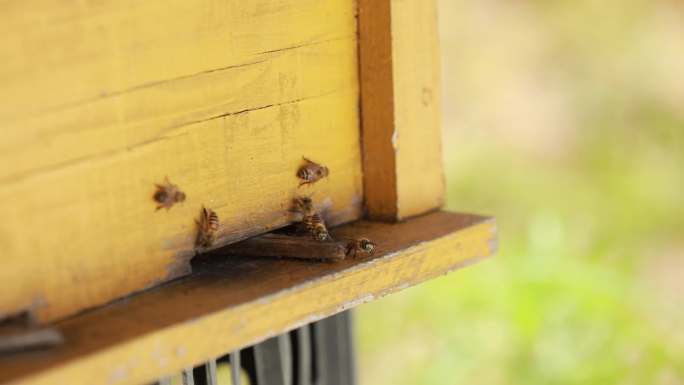 蜂箱里的蜜蜂
