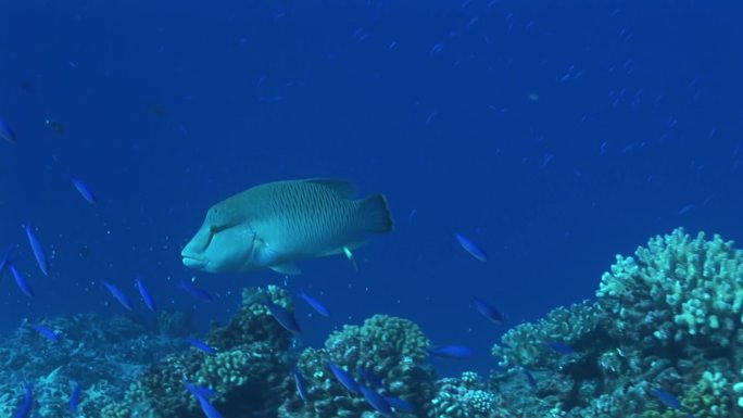 珊瑚礁上的拿破仑濑鱼、毛伊岛濑鱼和小鱼。