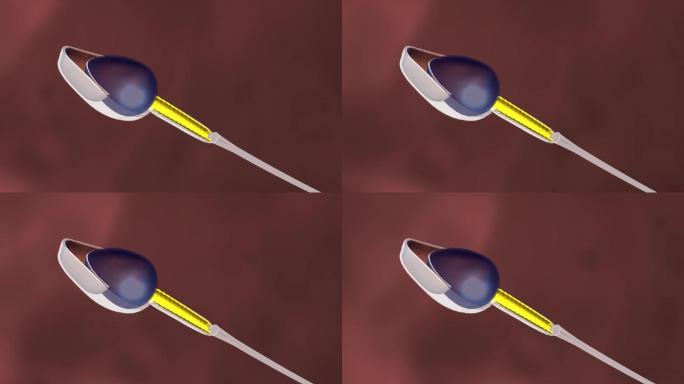 精子结构解剖受精过程三维动画