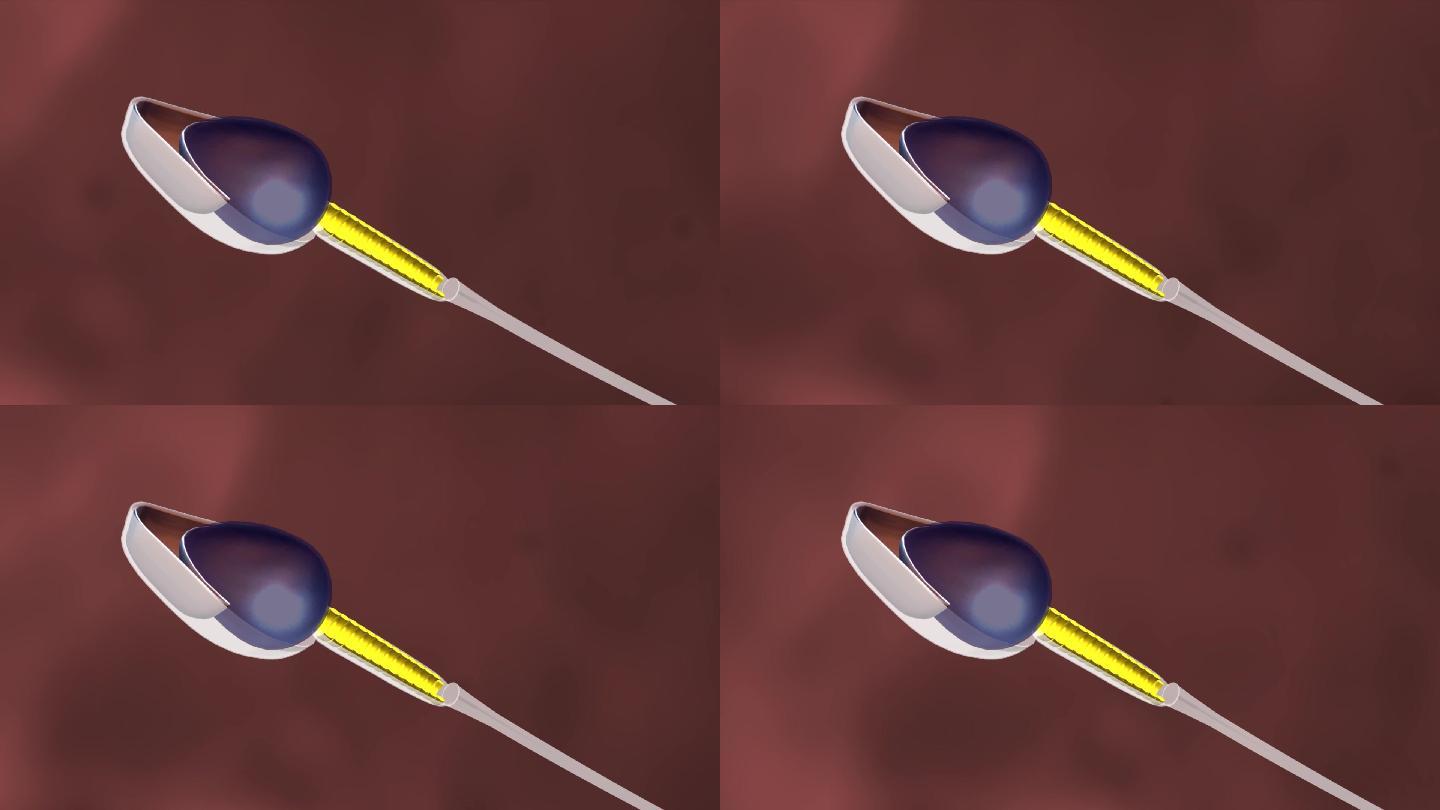 精子结构解剖受精过程三维动画