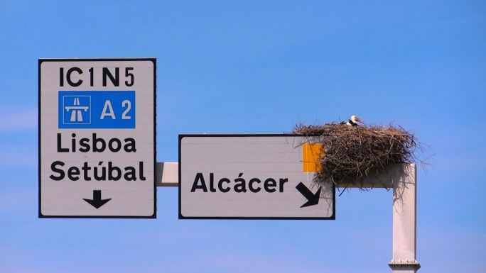 葡萄牙公路标志上的鹳巢；一只鹳坐在里面繁殖；蓝天。