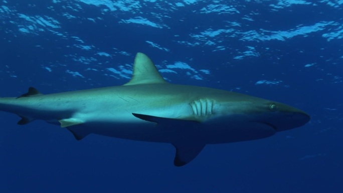 灰礁鲨（Carcharhinus Amblyrhynchos）在海里游泳