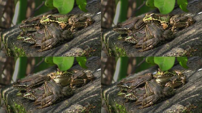 几只青蛙先是一动不动地坐在石头上，下巴在跳动；然后被推得更近；阳光明媚。
