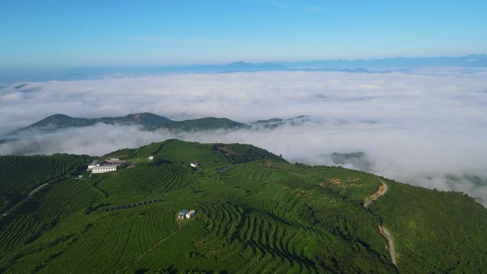 福建福鼎茶山与云海航拍