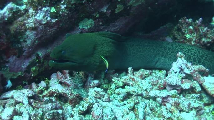 珊瑚礁上的巨大海鳗（爪哇裸鳃鳗）、海鳗