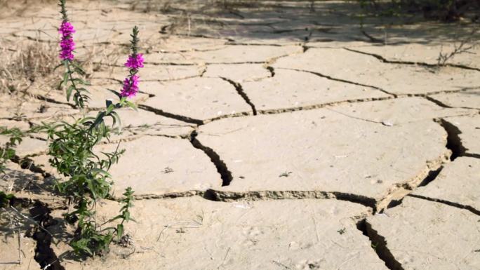 一朵紫色的花，在极度干燥、开裂的地面上盛开