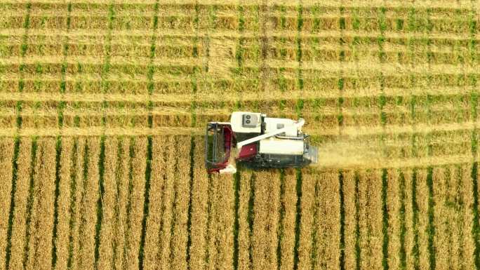 麦田收割小麦丰收