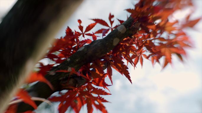 阳光树叶快节奏