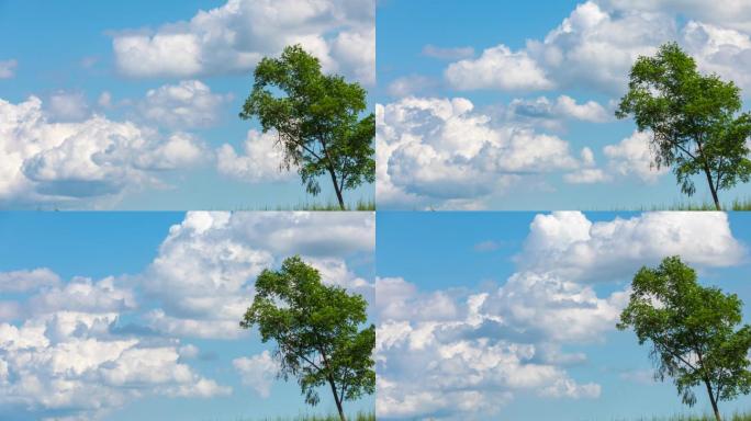 蓝天白云拍摄延时 大自然树木云层