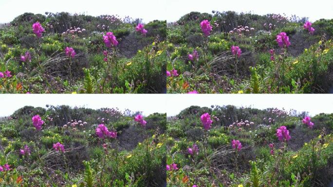 野地上五颜六色的花；葡萄牙的Knste der Algarve；微风。