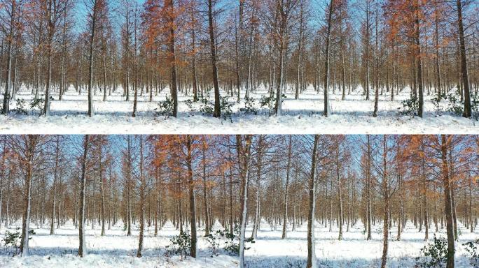 红杉林雪景