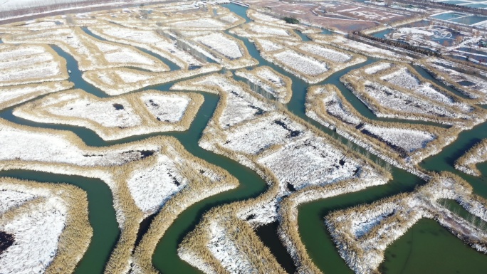 湿地雪景