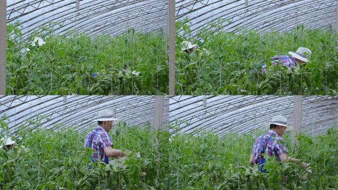 新农人小伙子在蔬菜大棚内采摘西红柿