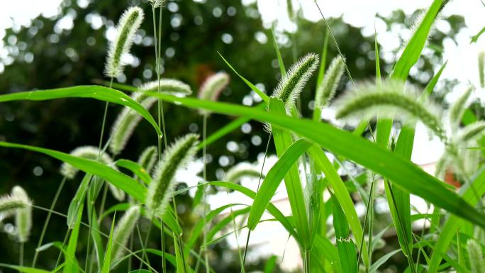 狗尾草 毛毛草