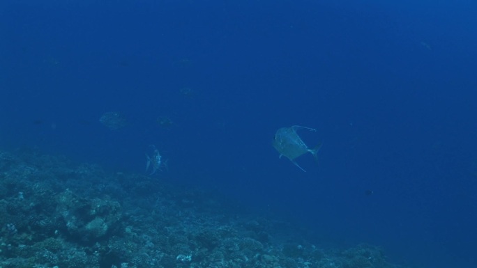 两条非洲蓬巴诺鱼，纤毛Alectis Ciliaris，在海里游泳的鱼