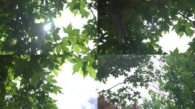 4K实拍一组阳光透过树叶
