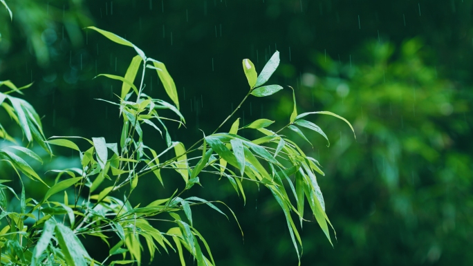 竹子竹林中国风雨天竹叶滴水唯美空镜