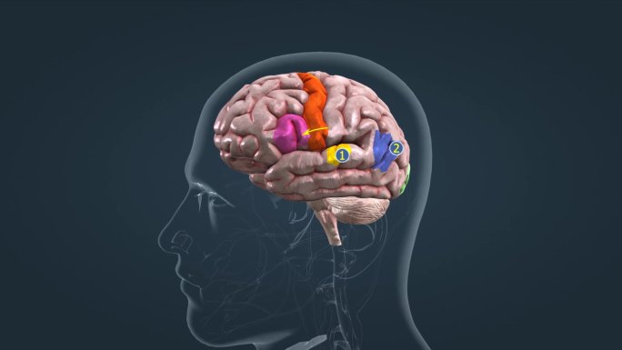 语言能力皮质区医学人体大脑