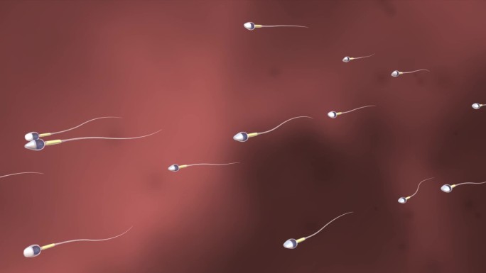 精子争先游行受精过程动画