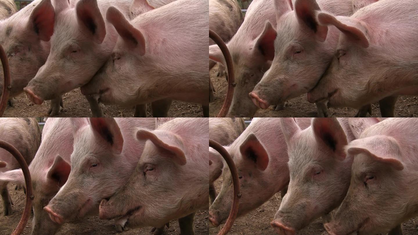 视频显示了在马厩里吱吱叫的猪。