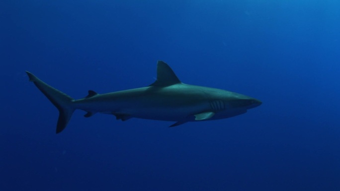 Grauer Riffhai，灰礁鲨（Carcharhinus Amblyrhynchos）