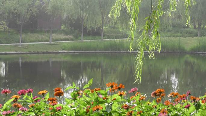 公园早晨湿地公园小草绿色城市