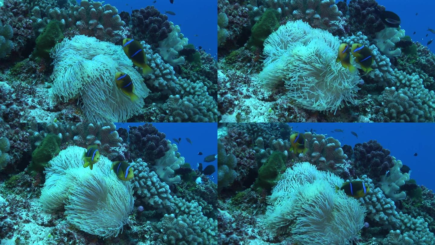 银莲花鱼、双足龙、小丑鱼珊瑚礁