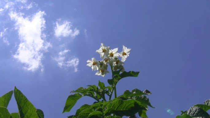 马铃薯开花。