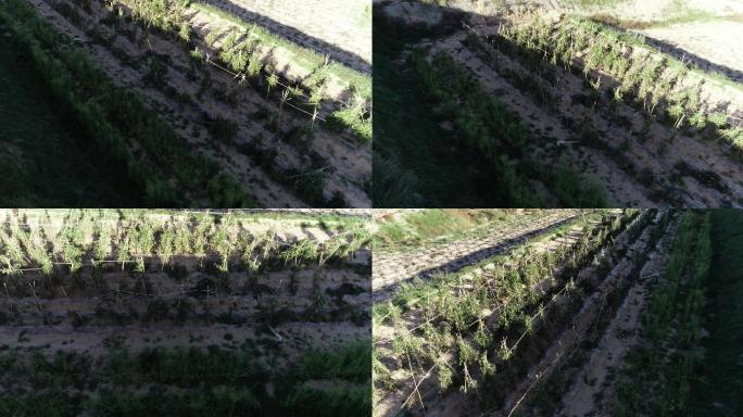 梯田土壤改良工程土壤修复矿区生态恢复治理
