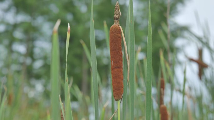 香蒲草 香蒲