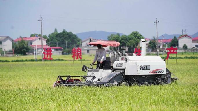 实拍丰收季节水稻机械收割机农忙