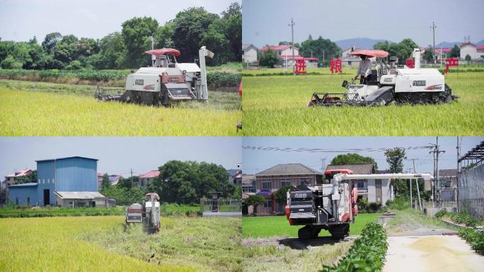 实拍丰收季节水稻机械收割机农忙