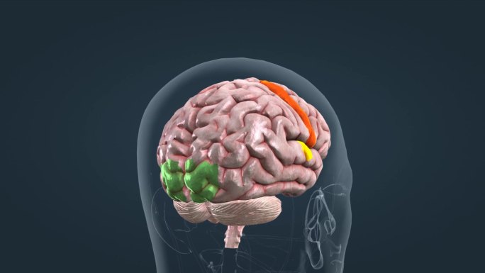 大脑脑部语言能力皮质区