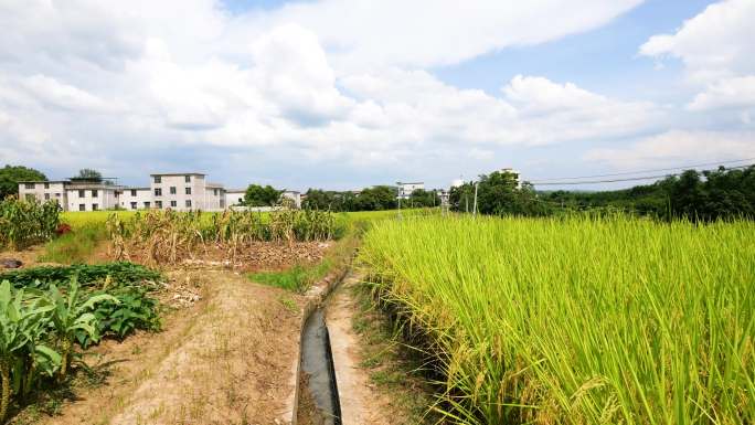 走在田间小路上