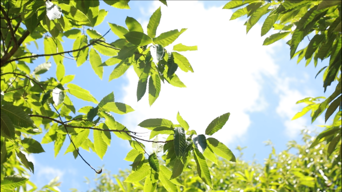 盛夏的模样