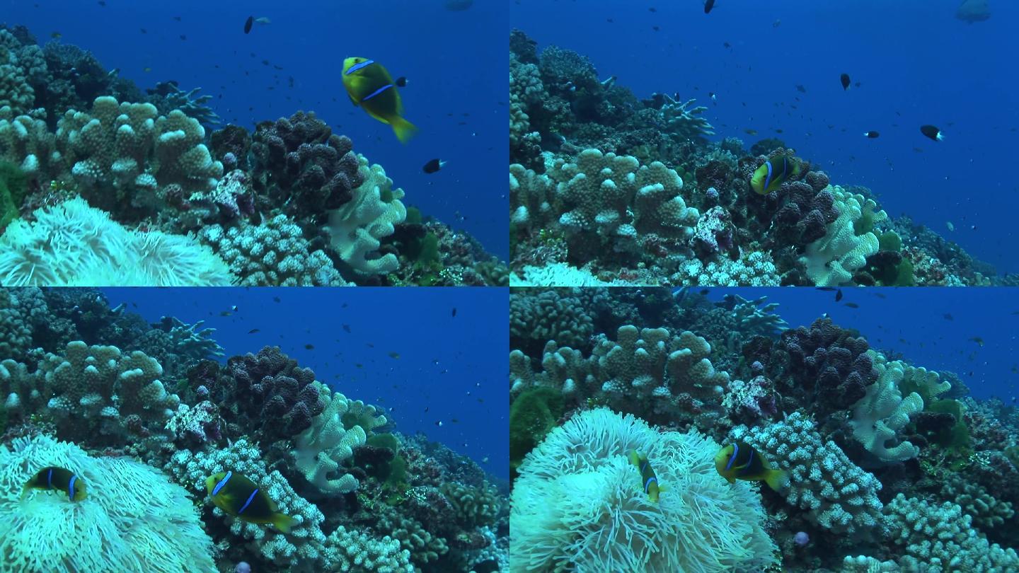 银莲花鱼、双足龙、小丑鱼珊瑚礁