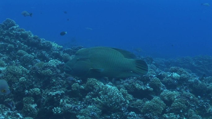 珊瑚礁上的拿破仑濑鱼、毛伊岛濑鱼和小鱼。
