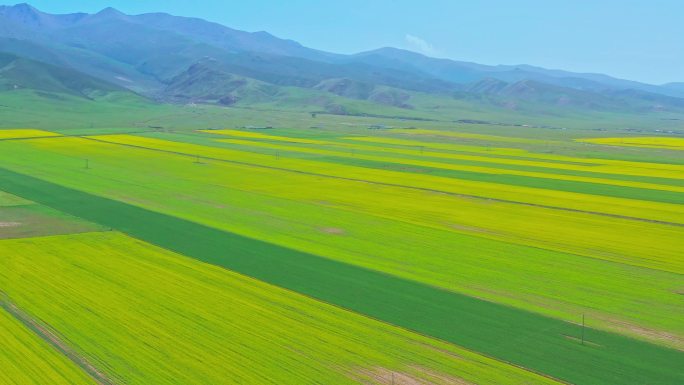 青海 青海湖 油菜花 大片油菜花 航拍4