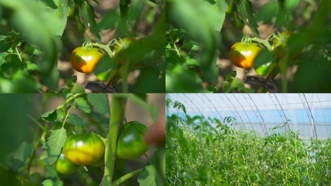 农业碱地柿子种植