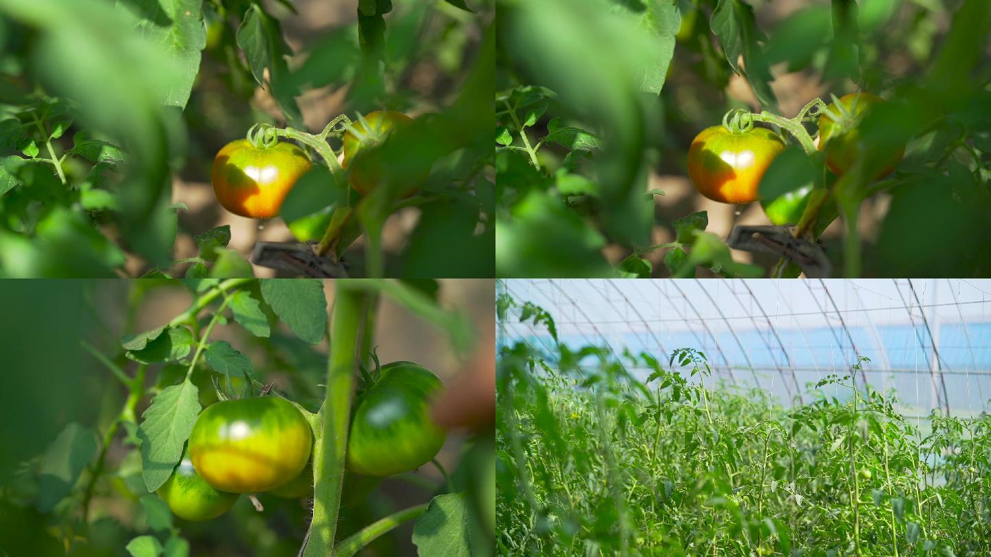 农业碱地柿子种植