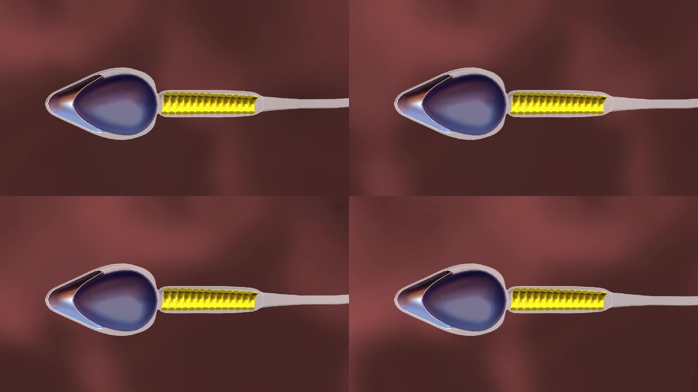 三维人体解剖精子剖面结构组成