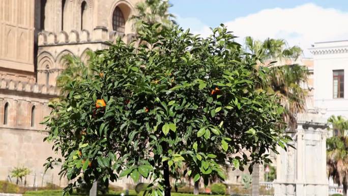 意大利西西里岛巴勒莫的桔树序列